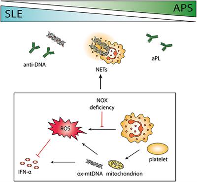 Neutrophils—Important Communicators in Systemic Lupus Erythematosus and Antiphospholipid Syndrome